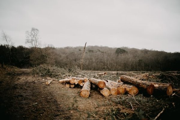 Quelle est la meilleure approche pour le reboisement des zones déforestées par les incendies ?