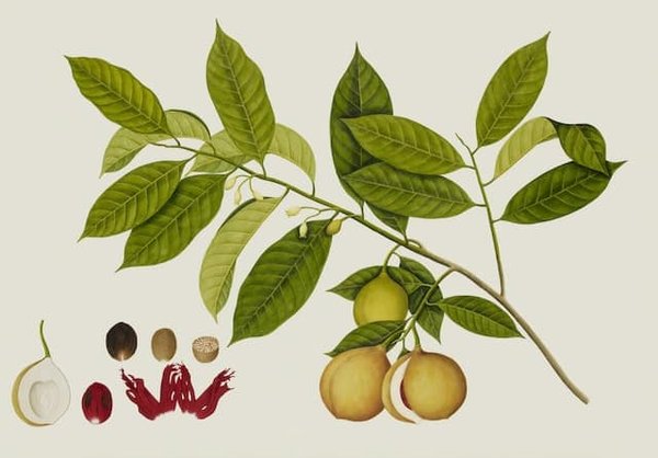 Quels sont les principes fondamentaux de l'illustration botanique ?